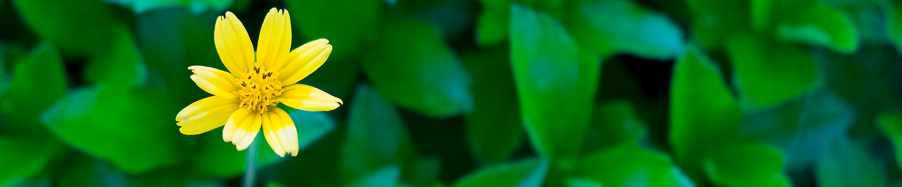 Por qué Prevalien Pro